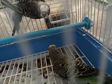 Balıqlar: Dalmatin və yaşıl-sarı rəngli iki dalğıç papağan (butaqar/boğça) — 2