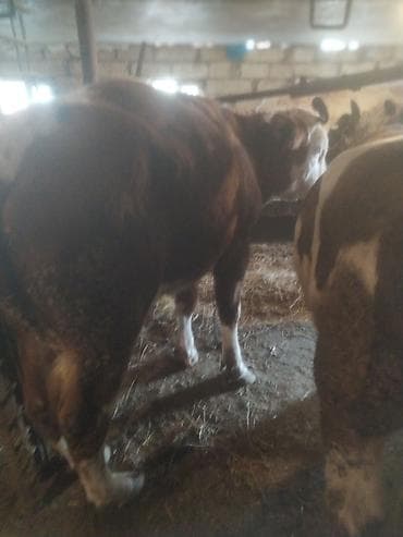 Dana, buzov: Erkek danalar satılır.Razılaşma yolu ilə — 3