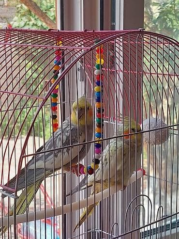 Quşlar: Bir erkəy bir dişi korella quşu satılır tək təkdə satıram cütdə ala — 1