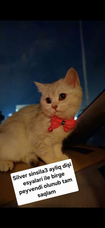 pişik üçün sumka: Şinşilla, Erkək, Dişi — 3