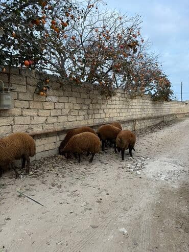 сколько стоят щенки: Самец, Qala, лет: 1, 65 кг, Для разведения, Самовывоз — 5