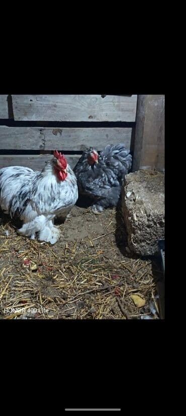 lohman braun toyuqlari: Toyuq, Damazlıq — 2