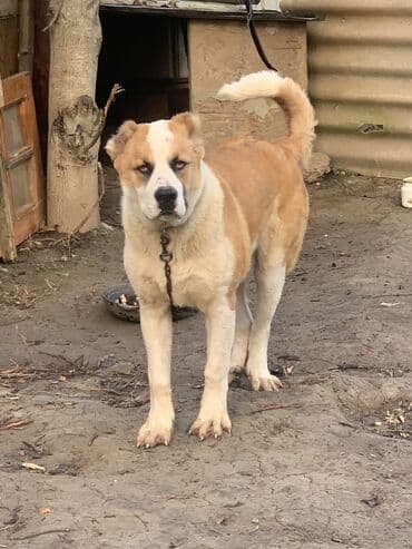 setteri it cinsinin digər adı: Alabay, 8 ay, Erkek, Peyvəndli, Ünvandan götürmə, Ödənişli çatdırılma, Rayonlara çatdırılma — 1