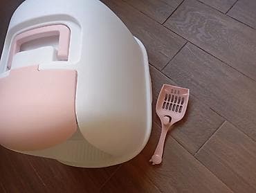 at yalinda satilan evler: Şotland uzun tüklü, Dişi, Yaxşı əllərə — 4