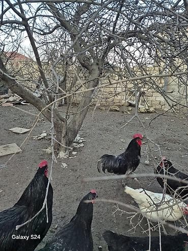 etlik cuce satisi: Salam Aleykum Cavan temiz qan Avstralorp Xoruzu satiram — 8