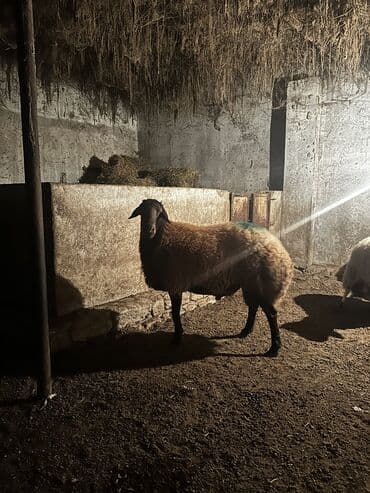 bildirçin satilir 80 qep: Erkək, Qala, il: 2, 100 kq — 1