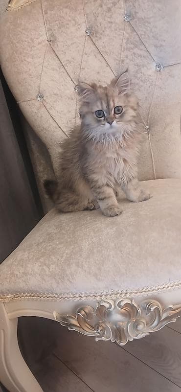 dekorativ quslar: Britan, Dişi, Ünvandan götürmə — 3