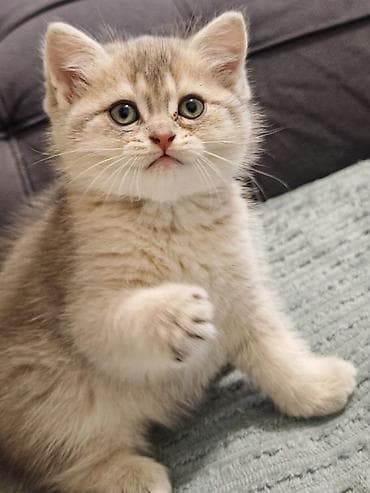 pulsuz pişik: Britan — 2