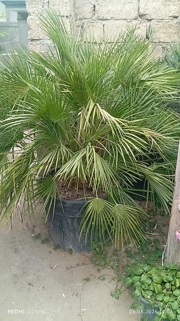 diffenbaxiya bitkisi: 120 azn balacadir 380 azn boyukMediterranean fan xurması – saksıda — 5