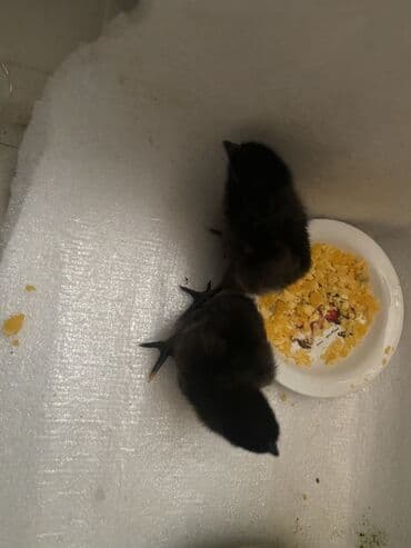 Пчелы: Курица, Для разведения — 3