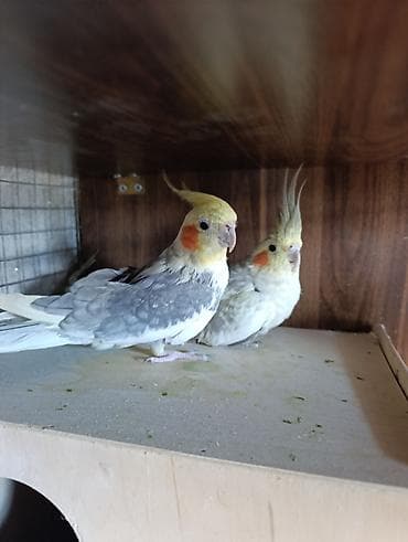 gene ucun derman: 1 çüt erkək və dişi korella 1 yaş quşlar satılır quşlar tam sağlamdır — 2