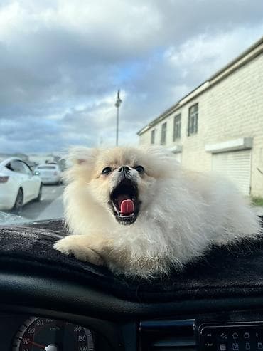 puldur: Şpitz, 5 ay, Dişi, Pulsuz çatdırılma — 8