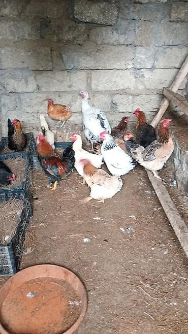 Akvariumlar: Toyuq, Yumurtalıq, Ünvandan götürmə — 2