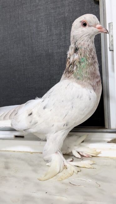 qarğa satışı: Paçalı ebreş erkek satılır — 2