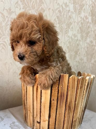 etibarli elere verilir: Pudel, 1 ay, Dişi, Pulsuz çatdırılma — 4