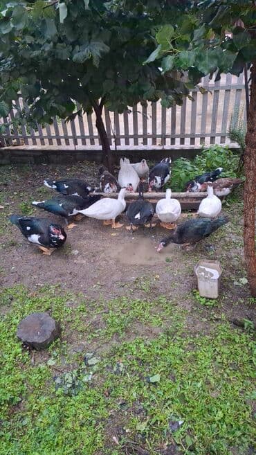 sudduk inəklər: Musk ördəkləri – müxtəlif rənglərdə (ağ, qara-ağ, qəhvəyi ləkəli). - — 2