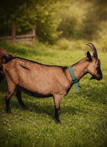 heyvanlara verilen adlar: Salam alpin oberhas təkəsi satılır on aylıqdır * Heyvan növü: Keçi — 1