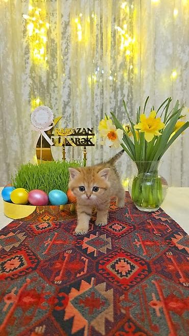 ari yesikleri: Şotland yastı qulaq, Erkək — 6