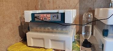 Təsvir: - Tam avtomatik inkubator – yumurta çıxarma qurğusu - Rəqəmsal