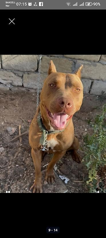 qaz heyvan: Qəhvəyi rəngli pitbull balalari. BİR aylıqdır lar. Şəkillərdə sonda — 5