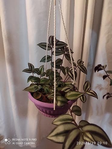 benovşe: Tradescantia zebrina dekorativ otaq bitkisi. - Yarpaqlar — 4