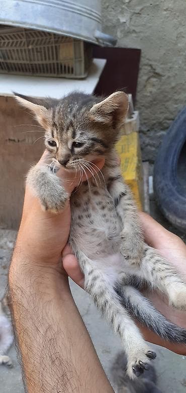 meyn kun: Tabbi, Erkək, Yaxşı əllərə, Ünvandan götürmə — 7
