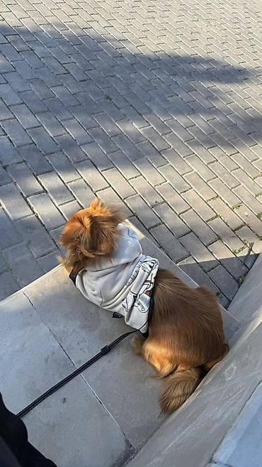 pulsuz pişik balalari 2020: Pekines, 7 ay, Erkek, Peyvəndli, Ödənişli çatdırılma — 4