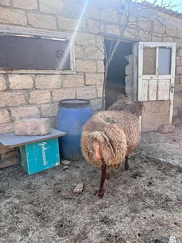 balaca it ucuz: Salam iki eded Erkey quzu satılır həm kəsimə həm damazliqa — 7