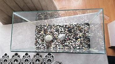 akva ayaqabılar: Akvarium satılır - Şüşə akvarium, düzbucaqlı forma - Təxminən orta — 2