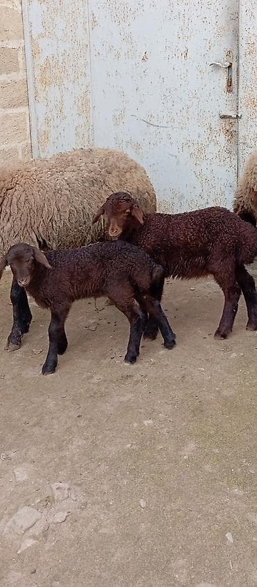 Gəmiricilər: Salam ünvan Bakıin maştağa kendi — 4