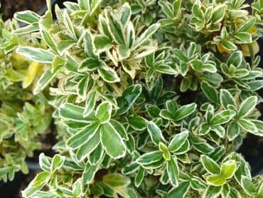 helba bitkisi faydaları: Həmişə yaşıl — 11