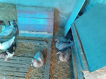 5 ayllq cins lal ördəklər ( Krasnodar MacarMirvari,Kərpici — 4