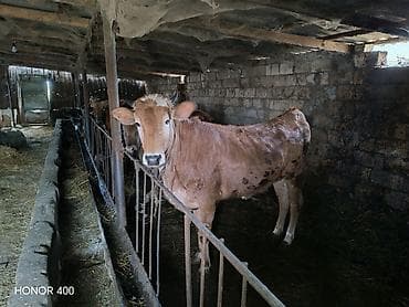 baki heyvan satisi: Sarımtıl-qonur rəngli dişi mal-qara (inek/buzağı) satılır — 4