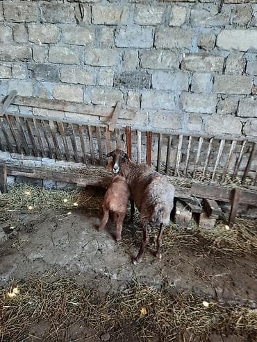 quzu: Məhsul: Qoyun və quzu cütlüyü Təsvir: - Şəkillərdə ana qoyun və onun — 1