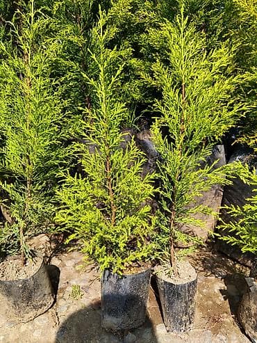 ağac: Thuja (həyət-baca üçün həmişəyaşıl iynəyarpaq şitilləri) - Bitki — 1