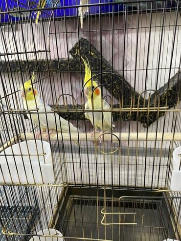 quş qəfəsi qiymətləri: Salamlar quşlar şatılir hamısı idyal vəziyyətdədirlər .vitaminləri35 — 10