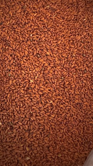 zire bitkisi: ✨ 4 Mövsüm ✨ 🌱 Artıq evinizdə və bağçanızda təbii, dərmansız və — 2