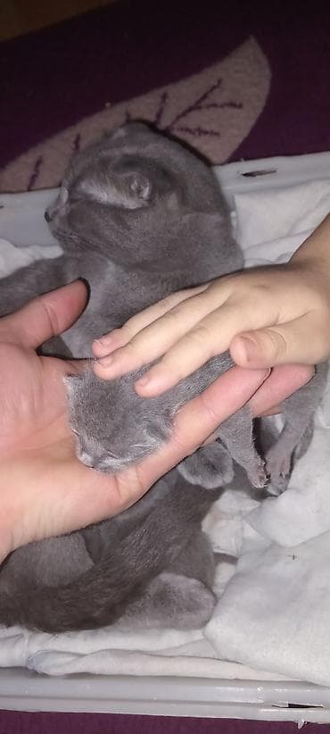 iran pisiyi: Şotland — 3