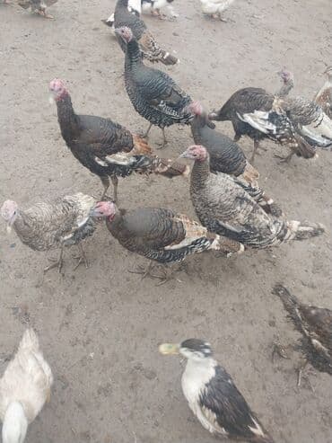 xoruz şəkli: Erkək, Damazlıq — 1