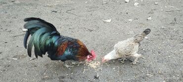 домик для большой собаки: Cüt dekorativ toyuq: rəngarəng xoruz və yüngül rəngli fere xoruz — 5