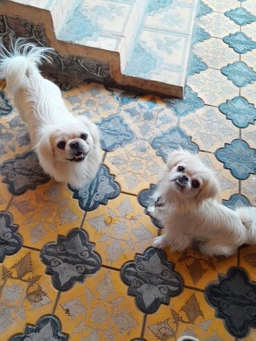 it cutlesdirmek: Pekines, 1 il, Erkek, Sənədli — 2