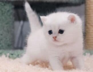 Gəmiricilər: Ağ rəngli, yumşaq tüklü balaca pişik balası. - Böyük, dərin mavi — 2