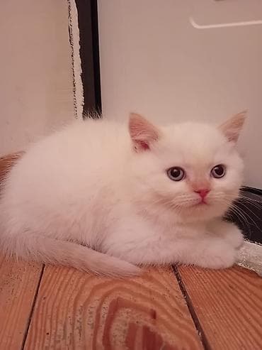 Britan, Erkək, Yaxşı əllərə