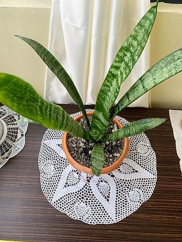qaynana dili gulu: Sansevieria (Qaynanadili) – dekorativ otaq bitkisi - Növ: Sansevieria — 2