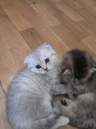 pişik satisi 2019: Şotland yastı qulaq, Dişi, Ünvandan götürmə — 5