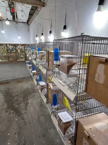 pişik bala: Temiz qan cexler coğu vistifka qarışığı cüte hazır erkek dişiler Bala — 12