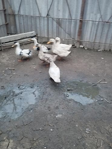 Heyvanlar üçün mallar: 6 ədəd ördəklər satılır.biri lal ördekdi qalanları yerli.tək tək biri — 6