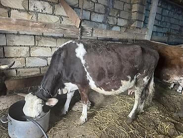 sud veren keci: Dişi, il: 2, Südlük, Ünvandan götürmə — 8