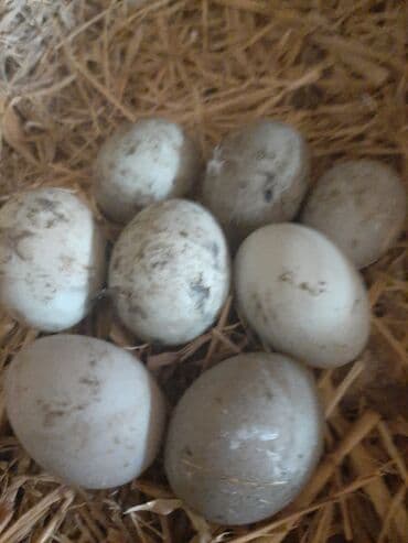 Digər heyvanlar: Satılır: Şatışda kayuqa, cins lal ördək və xalmaqordan dönmə linda — 3