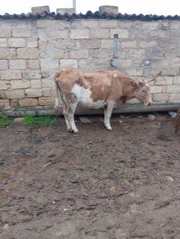 erkek dana satilir: Südlük/damazlıq inək - Cins: yerli qarışıqlıq, açıq-qəhvəyi rəngli — 5